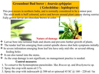 Groundnut Bud borer : Anarsia ephippias
( Gelechiidae : lepidoptera)
This pest occurs in northern India, and is normally considered to be a minor pest.
The adult moth is buff coloured, active and hovers around plant canopy during sunrise
Fully grown larvae are chocolate brown in color.
Nature of damage
 Larvae bore into terminal buds and shoots and prevents further growth of plants.
 The tender leaf lets emerging from central spindle shows shot hole symptoms initially
 In severe infestation emerging from leaf lets have only mid ribs or several oblong
feeding holes
 It can also tunnel into the stems.
 As the crop damage is not significant, no management practice is needed.
Control measures
1. To conserve the hymenopteran parasitoides like Bracon sp. and Brachymeria sp.
2. Spray the crop with neem oil 3 %
3. Spray the crop with indoxacarb @ 500 ml or spinosad 45 SC @ 160 – 220 ml / ha
 