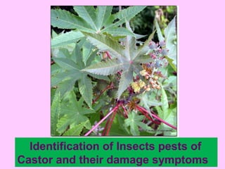 Identification of Insects pests of
Castor and their damage symptoms
 