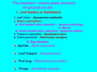 The important insects pests recorded
on ground nut are
1. Leaf miner : Aproaerema modicella
2. Hairy caterpillars
a) Red headed hairy caterpillar : Amsacta alibistriga
A. Moorei
b) Black headed hairy caterpillar : Spilarctia obliqua
3. Tobacco caterpillar : Spodoptera litura
4. Gram pod borer : Helicoverpa armigera
I . Leaf feeders or Defoliators
II: Sap feeders
Aphids : Aphis craccivora
Leaf hopper : Empoaca kerri
Pod bug : Elasmolomus sordidus
Thrips : Scirtothrips dorsalis
 
