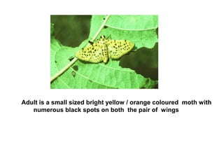 Adult is a small sized bright yellow / orange coloured moth with
numerous black spots on both the pair of wings
 