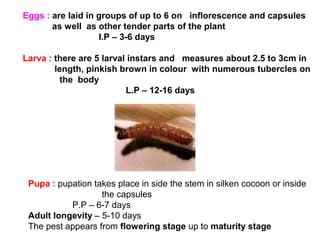 Eggs : are laid in groups of up to 6 on inflorescence and capsules
as well as other tender parts of the plant
I.P – 3-6 days
Larva : there are 5 larval instars and measures about 2.5 to 3cm in
length, pinkish brown in colour with numerous tubercles on
the body
L.P – 12-16 days
Pupa : pupation takes place in side the stem in silken cocoon or inside
the capsules
P.P – 6-7 days
Adult longevity – 5-10 days
The pest appears from flowering stage up to maturity stage
 