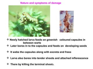  Newly hatched larva feeds on greenish coloured capsules in
between warts
 Later bores in to the capsules and feeds on developing seeds
 It webs the capsules along with excreta and frass
 Larva also bores into tender shoots and attached inflorescence
 There by killing the terminal shoots.
Nature and symptoms of damage
 