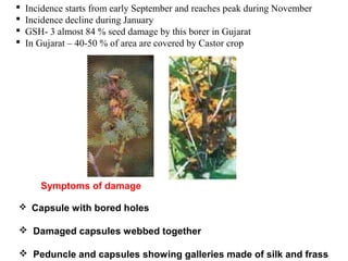 Symptoms of damage
 Capsule with bored holes
 Damaged capsules webbed together
 Peduncle and capsules showing galleries made of silk and frass
 Incidence starts from early September and reaches peak during November
 Incidence decline during January
 GSH- 3 almost 84 % seed damage by this borer in Gujarat
 In Gujarat – 40-50 % of area are covered by Castor crop
 