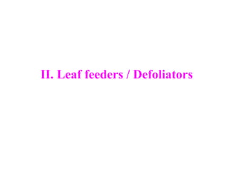 II. Leaf feeders / Defoliators
 