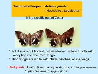 Castor semilooper : Achaea janata
( Noctuidae : Lepidoptra )
 Adult is a stout bodied, greyish-brown colored moth with
wavy lines on the fore wings
 Hind wings are white with black patches or markings
Host plants : Castor, Rose, Pomegranate, Tea, Tridax procumbens,
Euphorbia hirta, E. hypercifolia
It is a specific pest of Castor
 