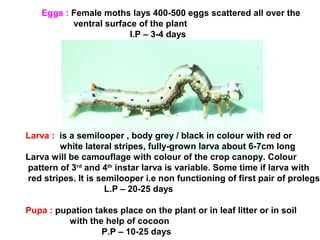 Eggs : Female moths lays 400-500 eggs scattered all over the
ventral surface of the plant
I.P – 3-4 days
Larva : is a semilooper , body grey / black in colour with red or
white lateral stripes, fully-grown larva about 6-7cm long
Larva will be camouflage with colour of the crop canopy. Colour
pattern of 3rd
and 4th
instar larva is variable. Some time if larva with
red stripes. It is semilooper i.e non functioning of first pair of prolegs
L.P – 20-25 days
Pupa : pupation takes place on the plant or in leaf litter or in soil
with the help of cocoon
P.P – 10-25 days
 