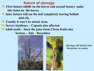 Nature of damage
First instars nibble on the leaves and second instars make
bite holes on the leaves
later instars will eat the leaf completely leaving behind
mid rib.
Usually it won’t be attack stem.
Severe incidence – Capsule also affected
Adult moth – Suck the juice from Citrus fruits also
Serious – July - December
Damage will decline from
November on wards
 