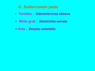 II . Subterranean pests
Termites : Odontotermies obesus
White grub : Holotrichia serrata
Ants : Dorylus orientalis
 