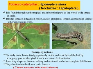 Tobacco caterpillar : Spodoptera litura
( Noctuidae : Lepidoptera )
 It is found throughout the tropical and subtropical parts of the world, wide spread
in India.
 Besides tobacco, it feeds on cotton, castor, groundnut, tomato, cabbage and various
other cruciferous crops.
Damage symptoms:
 The early instar larvae feed gregariously on the under surface of the leaf by
scrapping green chlorophyll tissues and cause skeletonization
 Later they disperse, become solitary and nocturnal and cause complete defoliation
 They also feed on the flower buds, flowers.
( Control measures refer under tobacco)
 
