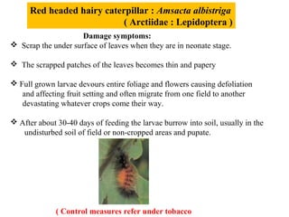 Red headed hairy caterpillar : Amsacta albistriga
( Arctiidae : Lepidoptera )
Damage symptoms:
 Scrap the under surface of leaves when they are in neonate stage.
 The scrapped patches of the leaves becomes thin and papery
 Full grown larvae devours entire foliage and flowers causing defoliation
and affecting fruit setting and often migrate from one field to another
devastating whatever crops come their way.
 After about 30-40 days of feeding the larvae burrow into soil, usually in the
undisturbed soil of field or non-cropped areas and pupate.
( Control measures refer under tobacco
 