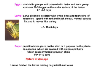Eggs : are laid in groups and covered with hairs and each group
contains 20-30 eggs on the under surface of the leaves
I.P -6-7 days
Larva : Larva greenish in colour with white lines and four rows of
tubercles tipped with red and black colour, ventral surface
flat and it moves like a slug
L.P- 40-45 days
Pupa : pupation takes place on the stem or it pupates on the plants
in cocoons which are covered with spines and hairs
which cause irritation to human skins
P.P- 9-10 days
Nature of damage
Larvae feed on the leaves leaving only midrib and veins
 