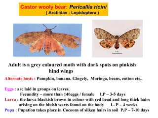 Castor wooly bear: Pericallia ricini
( Arctiidae : Lepidoptera )
Adult is a grey coloured moth with dark spots on pinkish
hind wings
Alternate hosts : Pumpkin, banana, Gingely, Moringa, beans, cotton etc.,
Eggs : are laid in groups on leaves.
Fecundity – more than 140eggs / female I.P – 3-5 days
Larva : the larva blackish brown in colour with red head and long thick hairs
arising on the bluish warts found on the body L. P – 4 weeks
Pupa : Pupation takes place in Cocoons of silken hairs in soil P.P – 7-10 days
 