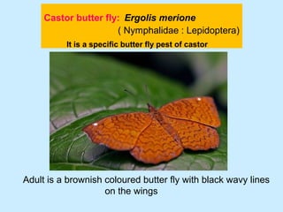 Castor butter fly: Ergolis merione
( Nymphalidae : Lepidoptera)
Adult is a brownish coloured butter fly with black wavy lines
on the wings
It is a specific butter fly pest of castor
 