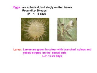 Eggs : are spherical, laid singly on the leaves
Fecundity- 80 eggs
I.P – 4 – 5 days
Larva : Larvae are green in colour with branched spines and
yellow stripes on the dorsal side
L.P- 17-20 days
 