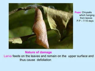 Nature of damage
Larva feeds on the leaves and remain on the upper surface and
thus cause defoliation
Pupa: Chrysalis
which hanging
from leaves
P.P – 7-10 days
 