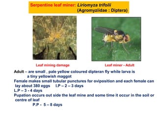 Serpentine leaf miner: Liriomyza trifolii
(Agromyziidae : Diptera)
Leaf mining damage Leaf miner - Adult
Adult – are small , pale yellow coloured dipteran fly while larva is
a tiny yellowish maggot
Female makes small tubular punctures for oviposition and each female can
lay about 380 eggs I.P – 2 – 3 days
L.P – 3 - 4 days
Pupation occurs out side the leaf mine and some time it occur in the soil or
centre of leaf
P.P - 5 – 8 days
 
