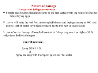 Nature of damage
It occurs on foliage in two ways
 Female cause ovipositional punctures on the leaf surface with the help of ovipositor
before laying eggs
 Larva will mine the leaf feed on mesophyll tissues and laying as many as 900 and
mines / leaf of castor have been recorded due to this pest in severe cases
In case of severe damage chlorophyll content in foliage may reach as high as 30 %
reduction ( Indirect damage)
Control measures
Spray NSKE 4 %
or
Spray the crop with triazophos @ 2.5 ml / lit. water
 