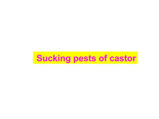 Sucking pests of castor
 