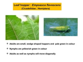 Leaf hopper : Empoasca flavescens
(Cicadellidae ; Hemiptera)
 Adults are small, wedge shaped hoppers and pale green in colour
 Nymphs are yellowish green in colour
 Adults as well as nymphs will move diagonally
 