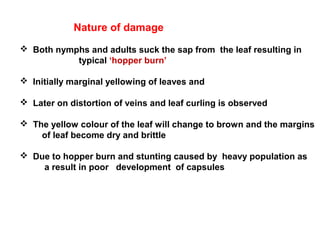 Nature of damage
 Both nymphs and adults suck the sap from the leaf resulting in
typical ‘hopper burn’
 Initially marginal yellowing of leaves and
 Later on distortion of veins and leaf curling is observed
 The yellow colour of the leaf will change to brown and the margins
of leaf become dry and brittle
 Due to hopper burn and stunting caused by heavy population as
a result in poor development of capsules
 