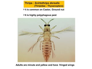 Thrips : Scirtothrips dorsalis
(Thripidae : Thysanoptera)
It is common on Castor, Ground nut
It is highly polyphagous pest
Adults are minute and yellow and have fringed wings
 