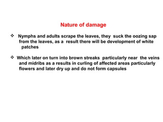 Nature of damage
 Nymphs and adults scrape the leaves, they suck the oozing sap
from the leaves, as a result there will be development of white
patches
 Which later on turn into brown streaks particularly near the veins
and midribs as a results in curling of affected areas particularly
flowers and later dry up and do not form capsules
 