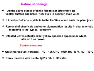 Nature of damage
 All the active stages of mites fed on leaf preferably on
ventral surface and breed near stalk in between main veins
 It inserts chelcerial stylets in to the leaf tissue and suck the plant juice
 Removal of chemicals and other pigmentation results in characteristic
blotching is the typical symptom
 Infested leaves actually exibit yellow speckled appearance which
later on turn brown
Control measures
 Growing resistant variteies – RC – 1067, RC- 1069, RC- 1071, RC – 1072
 Spray the crop with dicofol @ 2.5 ml / li. Of water
 