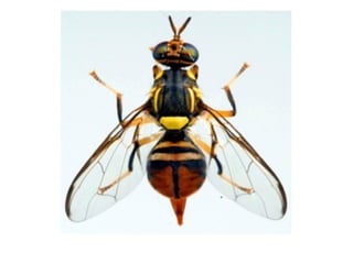 Puerto Rican Guaba Insect Insect Pests of Guava and their pest management | PPTX