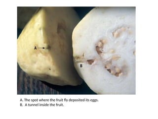 Insect Pests of Guava and their pest management | PPTX