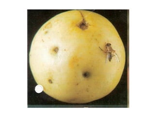 Guavan Insecto Insect Pests of Guava and their pest management | PPTX