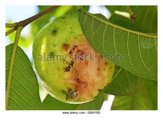 Guavan Insecto Insect Pests of Guava and their pest management | PPTX