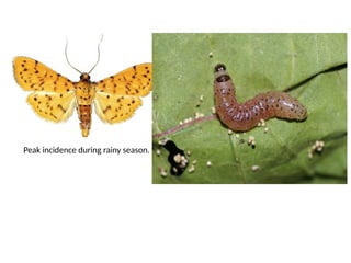 Guavan Insecto Insect Pests of Guava and their pest management | PPTX