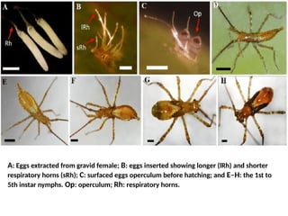 Insect Pests of Guava and their pest management | PPTX