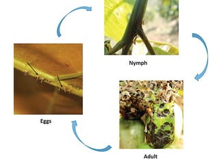 Guavan Insecto Insect Pests of Guava and their pest management | PPTX