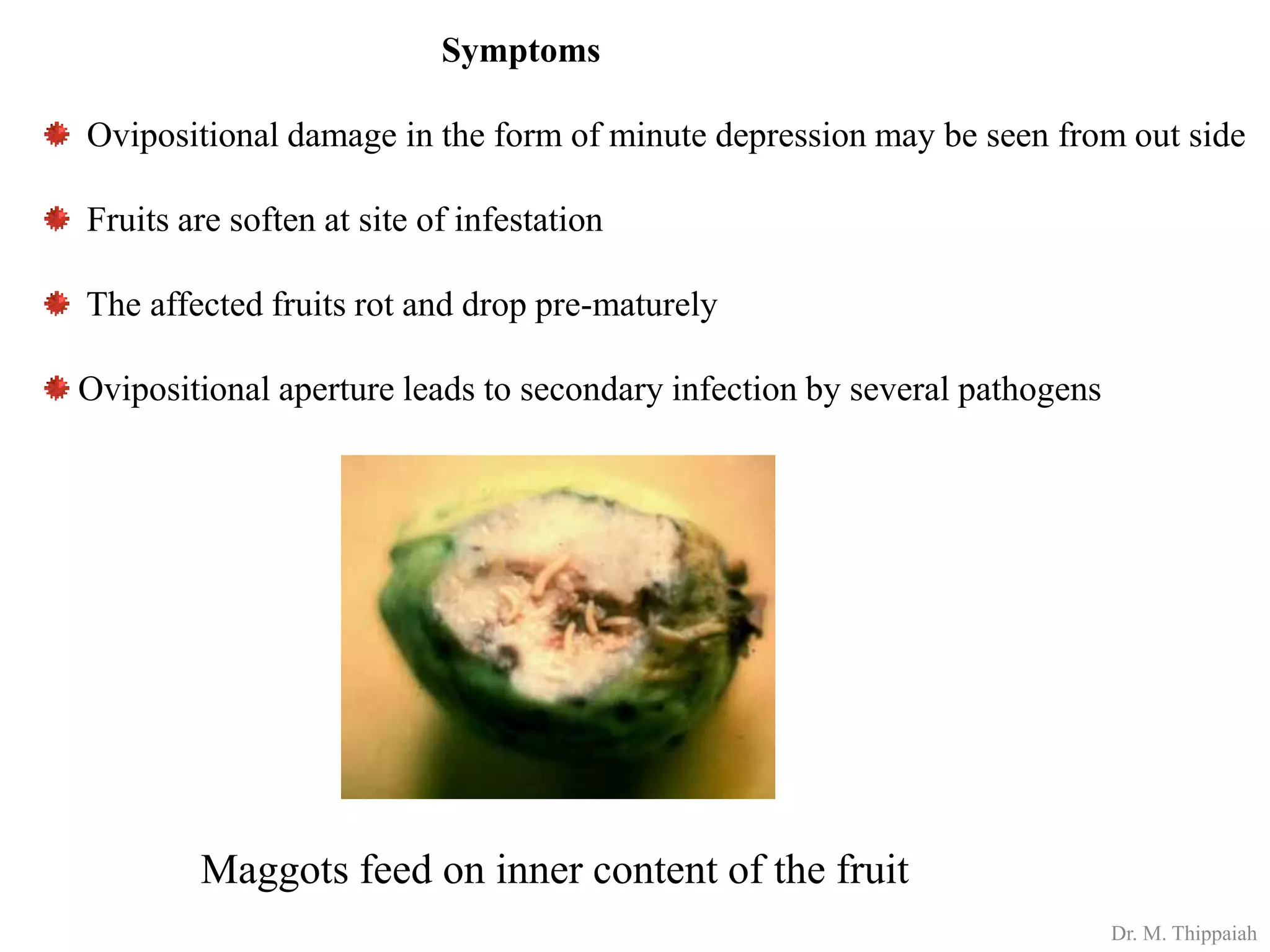 Insect pests of guava and control | PDF