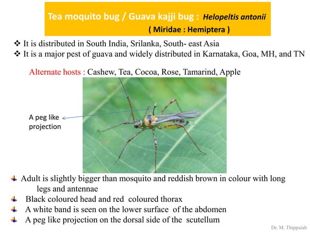 Insect pests of guava and control | PDF