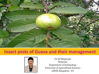 Insect pests of Guava and their management
Dr M Thippaiah
Professor
Department of Entomology
University of Agricultural Sciences
GKVK, Bangalore- 65
 