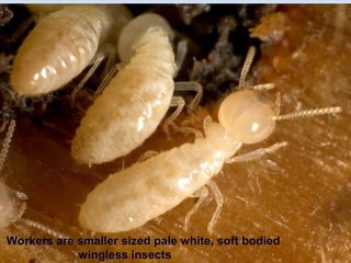 Pale Insect Insect pests of maize, wheat & ragi 1 | PPT