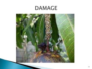 Insect pests of mango Pakistan Leaf Hoppers Mango Mealy Bug Mango ...