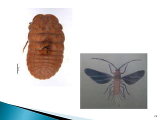Insect pests of mango Pakistan Leaf Hoppers Mango Mealy Bug Mango ...