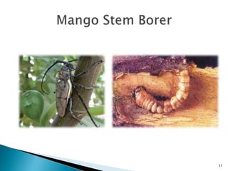 Mango Defoliator Insect Insect pests of mango Pakistan Leaf Hoppers Mango Mealy Bug Mango ...