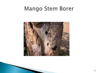 Mango Defoliator Insect Insect pests of mango Pakistan Leaf Hoppers Mango Mealy Bug Mango ...