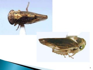 Mandragappa Insect Insect pests of mango Pakistan Leaf Hoppers Mango Mealy Bug Mango ...