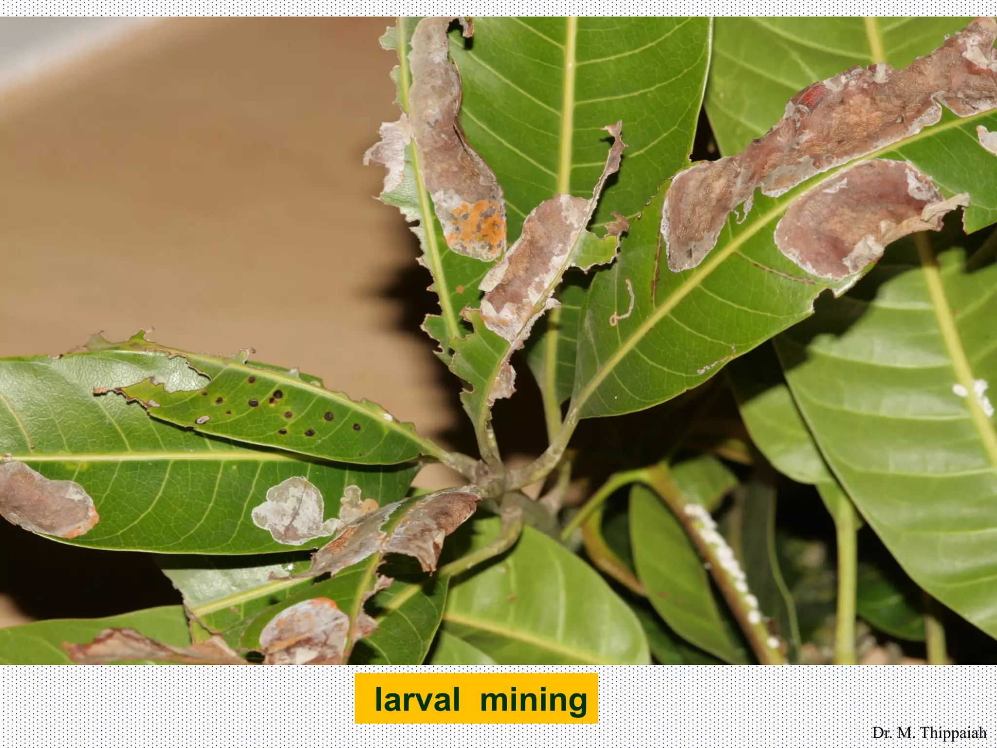 Mango Defoliator Insect Insect pests of mango | PDF