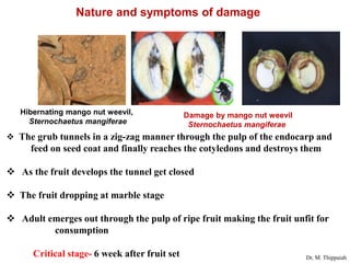 Insect pests of mango | PDF