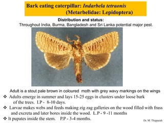 Mandragappa Insect Insect pests of mango | PDF