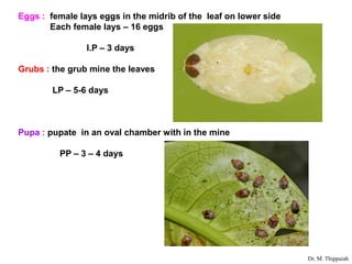 Mandragappa Insect Insect pests of mango | PDF