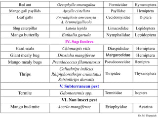 Garunda Insect Insect pests of mango | PDF