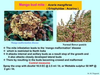 Insect pests of mango | PDF