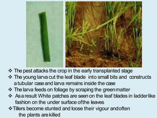 Paddy Crop Insect Insect pests of paddy | PPTX